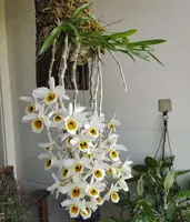 Dendrobium bensoniae