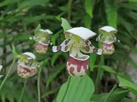 X alaskanum natural hybrid (yatabeanum x guttatum)