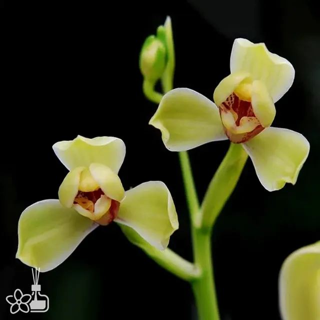Cymbidium ensifolium 'Xia-Huan-Mei' (Cymbidium)