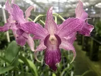 Den. Sherry Abe