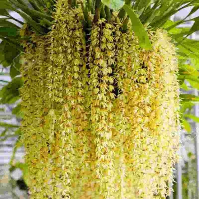 Coelogyne rochussenii sp (Coelogyne)