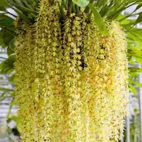 Coelogyne rochussenii sp. (Bushy Plant)