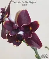 Phalaenopsis Miki Fire Bat ‘Tanjirou’