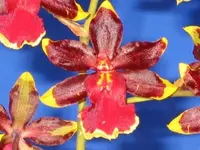 Odcdm. Wildcat 'Golden Red Star' (GV596) Odcdm.=Odontocidium