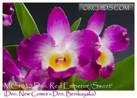 Den. Red Emperor 'Sweet Note : Hardy Nobile Type Dendrobium ' (Den. New Comet x Den. Benikuyaku)