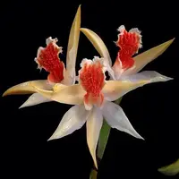 Dendrobium schrautii sp.