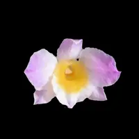 Dendrobium amabile