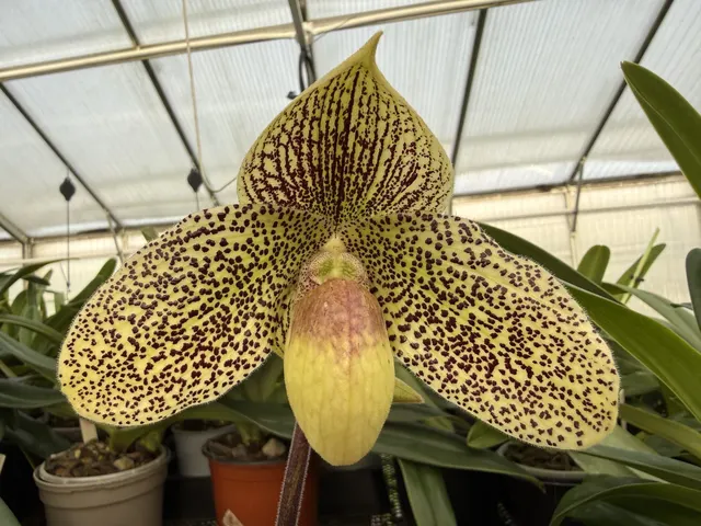 Paphiopedilum Steve Gonzalez (Paphiopedilum)