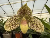 Paphiopedilum Steve Gonzalez (sukhakulii ‘Spotted Lady’ x leucochilum ‘Humongous’ OIV0065