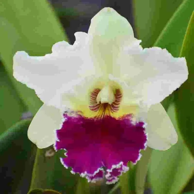 Rhyncholaeliocattleya Ann Joi (Rhyncholaeliocattleya)