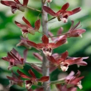 Eulophia macrobulbon sp (Eulophia)