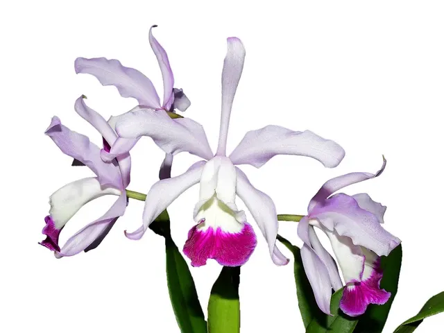 Cattleya x irrorata 'Aquimi-alba X Purple Lip' (Cattleya)