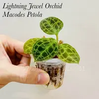 Macodes petola