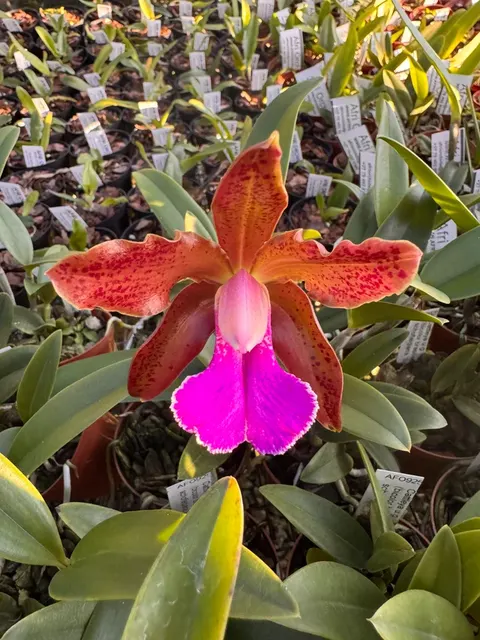 Cattleya Kruger Warrior
