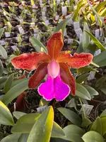 Cattleya Kruger Warrior