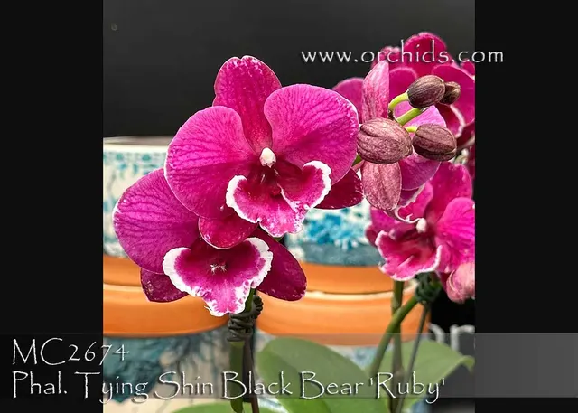 Phalaenopsis Tying Shin Black Bear 'Ruby , Note : New !' (Phalaenopsis)