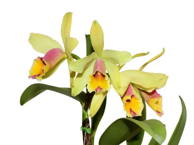 Cattleya Aurora (Cattleya)
