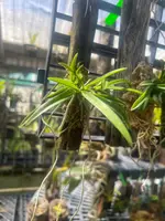 Neofinetia falcata