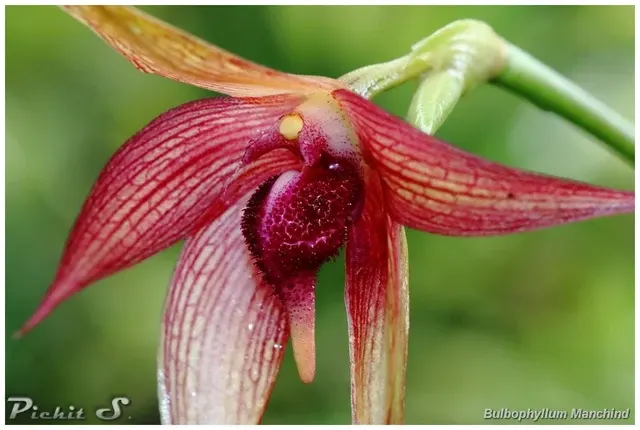 Bulbophyllum Manchind