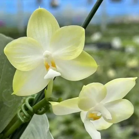 Phalaenopsis Patti Lee 'White MoonLight'