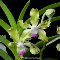 Vanda tessellata var. semi alba sp. - BS