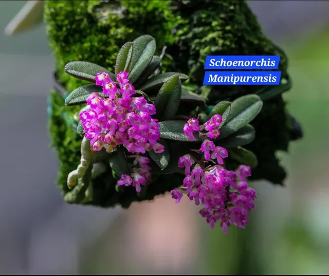 Schoenorchis manipurensis (Schoenorchis)