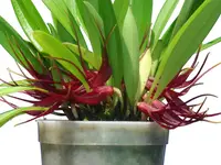 Masdevallia herradurae