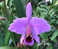 C. percivaliana x sib (tipo 'Hsinying' x perolica 'Hercules') (C2186) (Cattleya - - percivaliana )