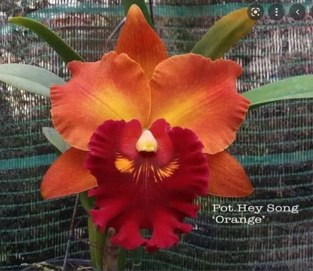 Rhyncholaeliocattleya Hey Song Orange