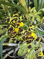 Ansellia africana #334