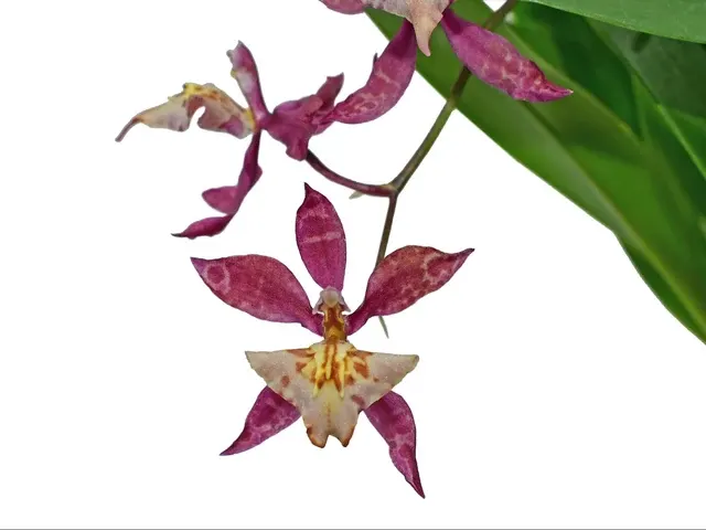 Cyrtocidium Estrella Andina (Cyrtocidium)