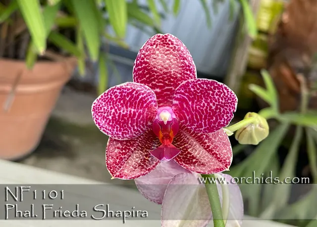 Phalaenopsis Frieda Shapira 'Note: Robust Grower' (Phalaenopsis)