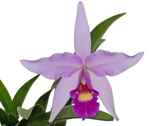 Laeliocattleya Interceps (Laeliocattleya)