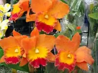 T-5173 Pot. Hawaiian Thrill 'Paradise' 2 1/2 inch pot (2-3 years to bloom)