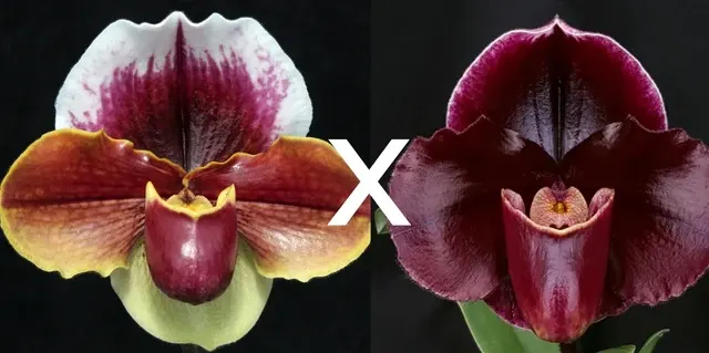 Paphiopedilum x 'Giant' (Paphiopedilum)
