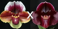 Paphiopedilum (Wend Valley x Keyeshill) 'Giant' x Dark Fantasy 'Ruby Light'