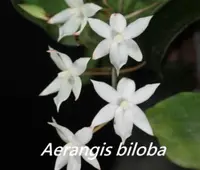 Aergs. biloba (AEB) (- Angraecinae subtribe ) Aergs.=Aerangis