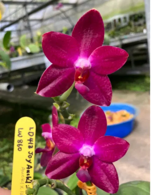 Phalaenopsis Joy Auckland Mindanao 'Red Wine'