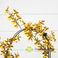 Oncidium Tropical Breeze 'Everglades' — 4" Pot / Without Spike