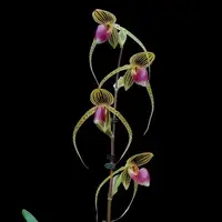 Paph. Hung Sheng Eagle (gigantifolium X rothschildianum)-SS