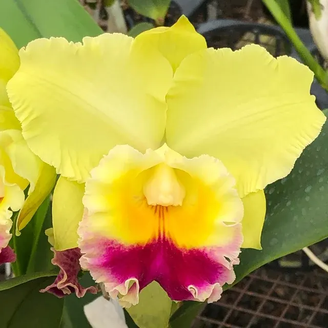 Rhyncholaeliocattleya Charlene Sau Yee Liu - Buds 'Volcano Prince' (Rhyncholaeliocattleya)