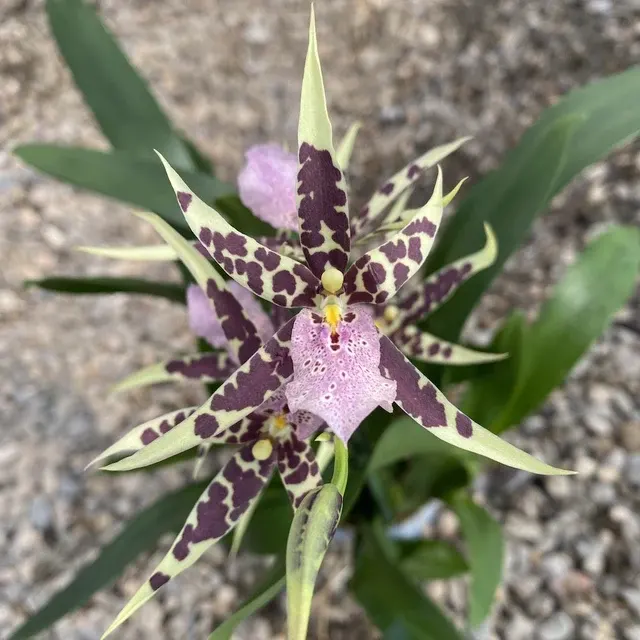 Brassia Verona * Parfumata