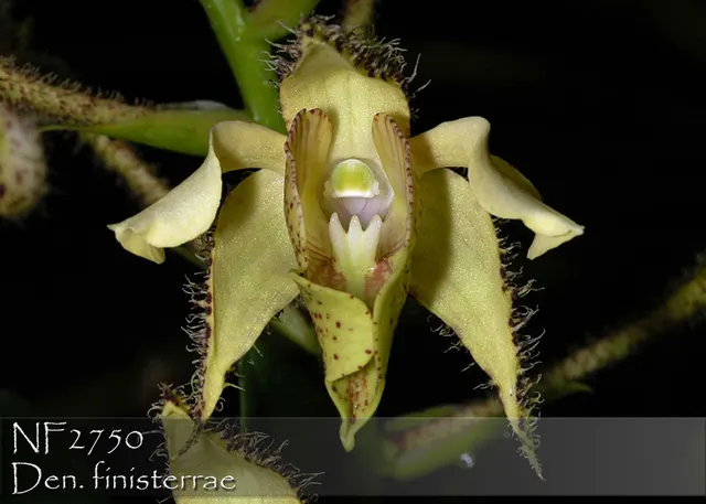 Dendrobium finisterrae (Dendrobium)