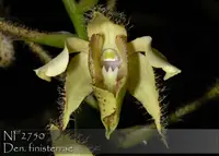 Dendrobium finisterrae 'Note: Refreshing " cucumber ' fragrance . ' (" Green Dragonfly' x self )