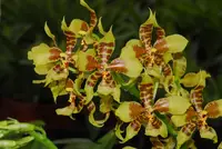 Rossioglossum schlieperianum