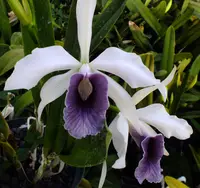 C. purpurata var. werkhauseri 'Scully' x C. purpurata var. schusteriana 'Linwood'
