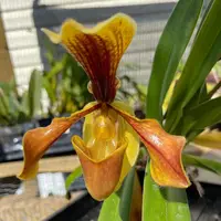 Lab Grown in the USA!- Paphiopedilum villosum var. annamense 'Chaks Warrior' AM/AOS x self