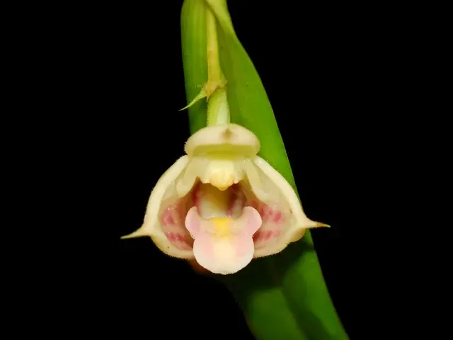 Polystachya subdiphylla (Polystachya)