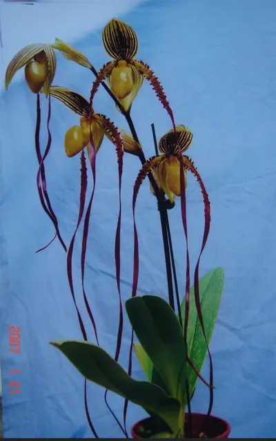 Paphiopedilum Kemp Tower 'Big'