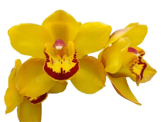 Cymbidium Catamarta '105' (Cymbidium)